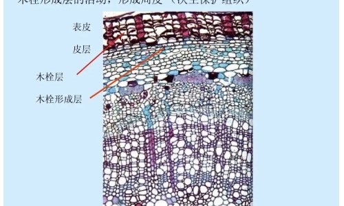 atc代码 副作用网 - 网站提供ATC编码是什么小常识、ATC药物